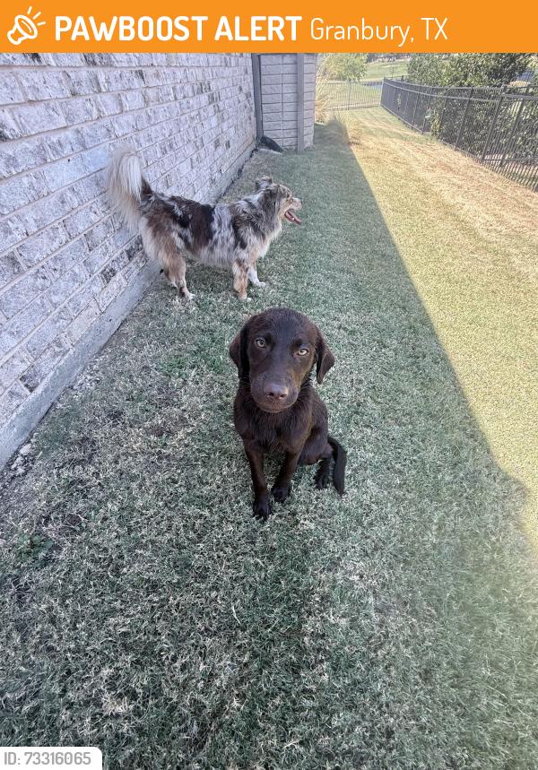 Found/Stray Unknown Dog last seen Near Turnbury Ct, Granbury, TX 76048