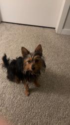 Lost Male Dog last seen Woods next to golf course, High Ridge, MO 63049