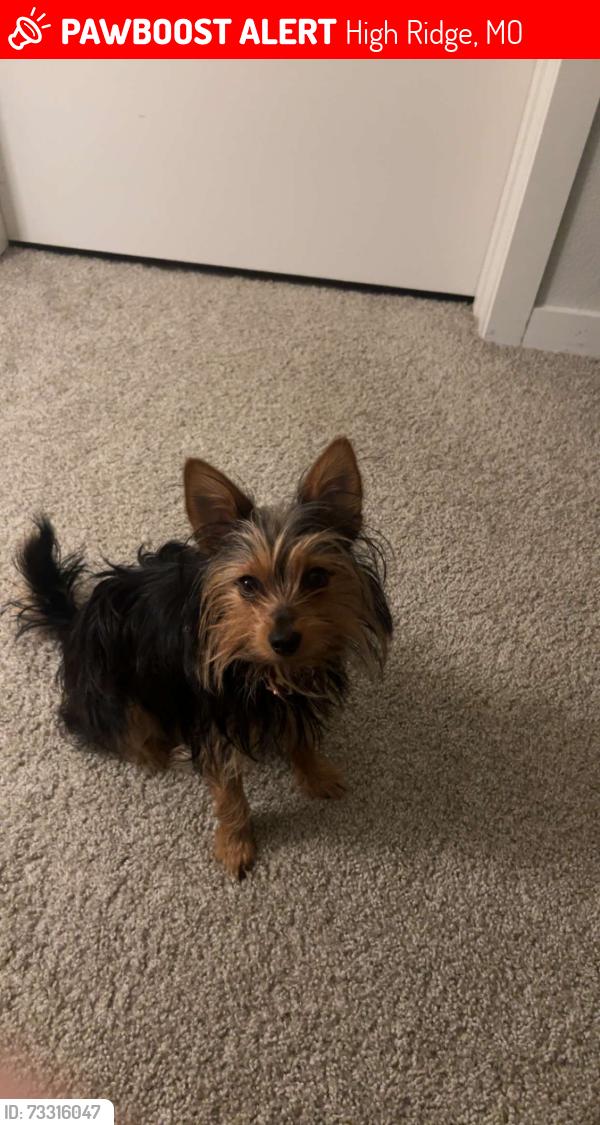 Lost Male Dog last seen Woods next to golf course, High Ridge, MO 63049