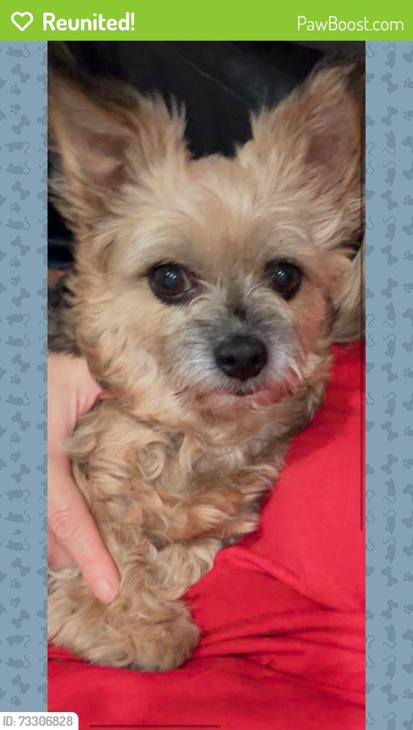 Reunited Female Dog last seen Parthenia st and moonbeam, Los Angeles, CA 91402