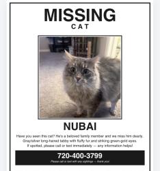 Lost Male Cat last seen Chambers and Hampden, Aurora, CO 80014