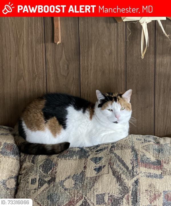 Lost Female Cat last seen Hanover pike, park Ave, Manchester, MD 21102