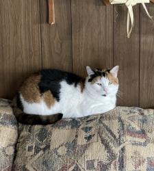 Lost Female Cat last seen Hanover pike, park Ave, Manchester, MD 21102