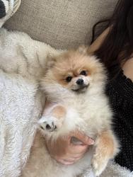 Reunited Female Dog last seen Near 269th Ave NE, Isanti MN, Isanti, MN 55040