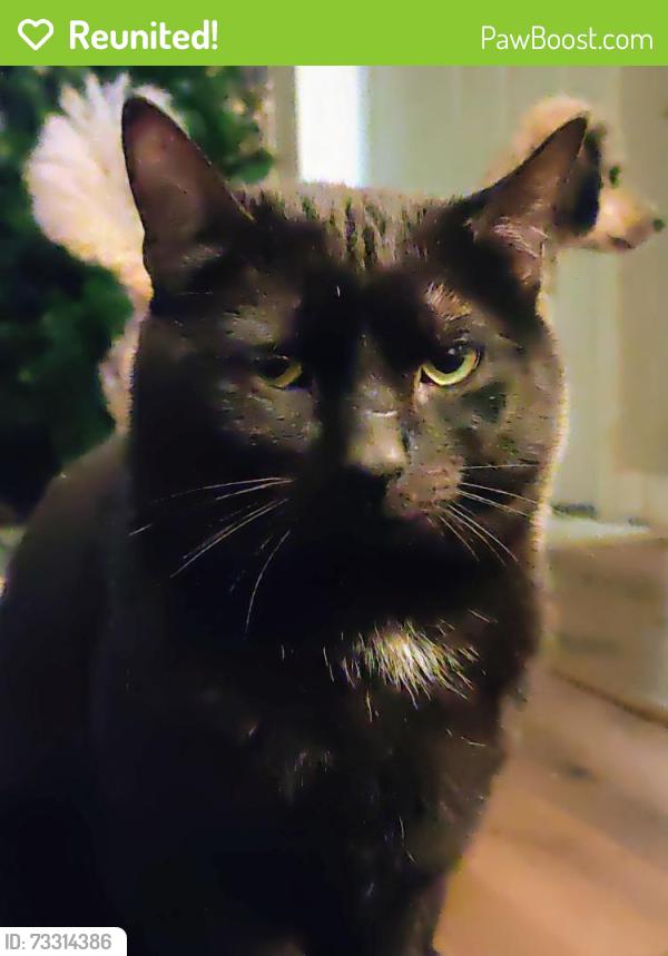 Reunited Male Cat last seen Cranwood Park Blvd, Garfield Heights, OH 44125, USA, Garfield Heights, OH 44125