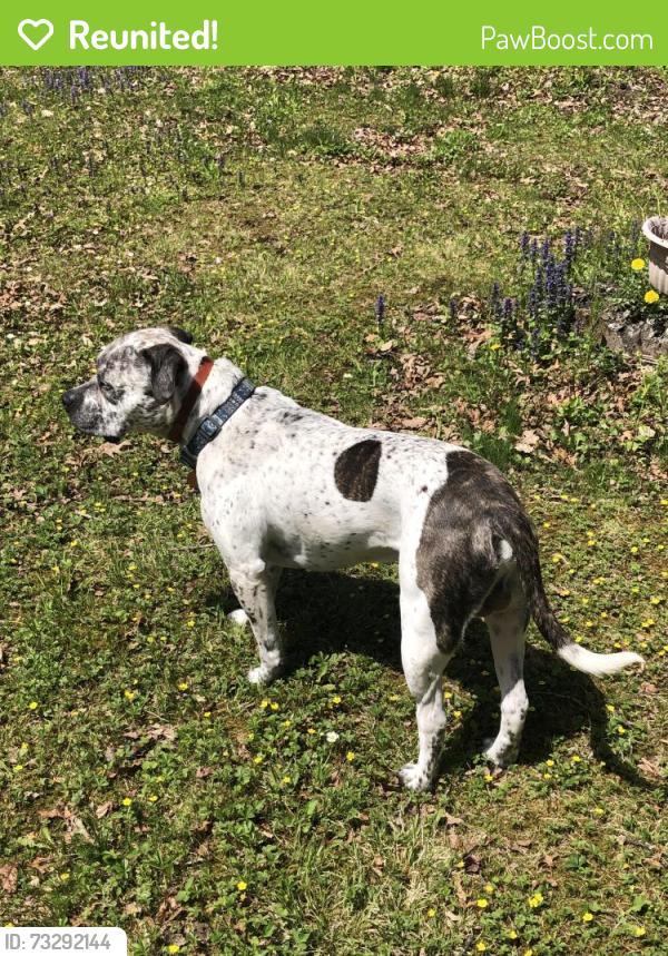 Reunited Male Dog last seen LAST SEEN COUNTRY JUNCTION AREA RT 209 , FOREST INN RD, Lehighton, PA 18235