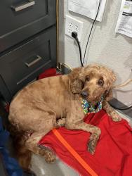 Reunited Female Dog last seen Near and crazy horse trail, Burleson, TX 76028
