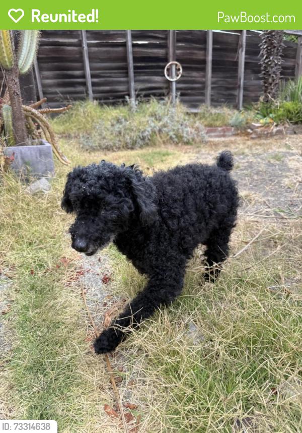 Reunited Male Dog last seen Bancroft Street and Sybil Avenue, San Leandro, CA 94577