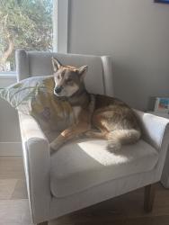 Reunited Male Dog last seen Near W 61st Ave, Arvada, CO 80003, USA, Arvada, CO 80003