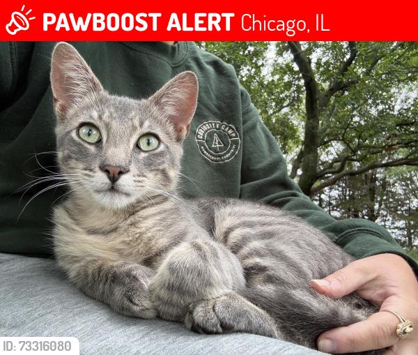 Lost Male Cat last seen Lawndale and Ainsle, Chicago, IL 60625