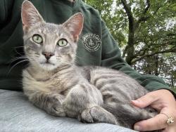 Lost Male Cat last seen Lawndale and Ainsle, Chicago, IL 60625