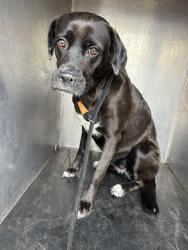 Shelter Stray Female Dog last seen Near BLOCK S CLUBHOUSE DR, TAYLORSVILLE UT 84123, 4522 W 3500 S, West Valley City, UT 84120, USA