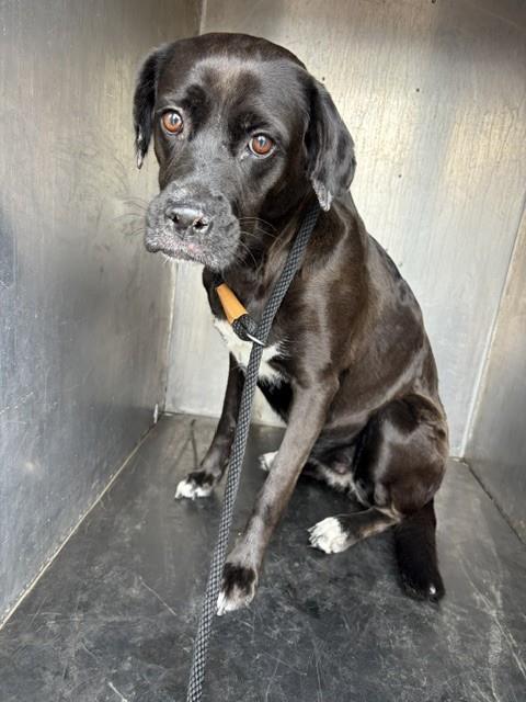 Shelter Stray Female Dog last seen Near BLOCK S CLUBHOUSE DR, TAYLORSVILLE UT 84123, 4522 W 3500 S, West Valley City, UT 84120, USA