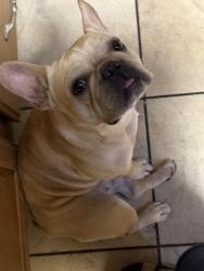 Reunited Female Dog last seen Timberhill and Grissom, San Antonio, TX 78238