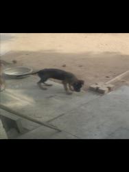 Shelter Stray Male Dog last seen BARBURY PALMS X CORAL GABLES, 227 N D St, Perris, CA 92570, USA