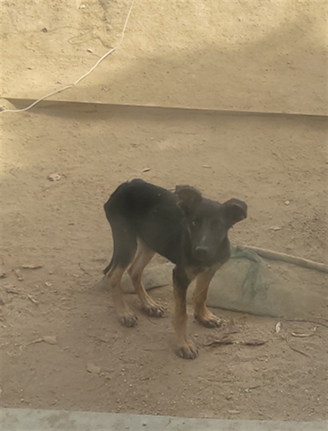 Shelter Stray Female Dog last seen BARBURY PALMS X CORAL GABLES, 227 N D St, Perris, CA 92570, USA