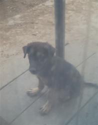 Shelter Stray Female Dog last seen BARBURY PALMS X CORAL GABLES, 227 N D St, Perris, CA 92570, USA