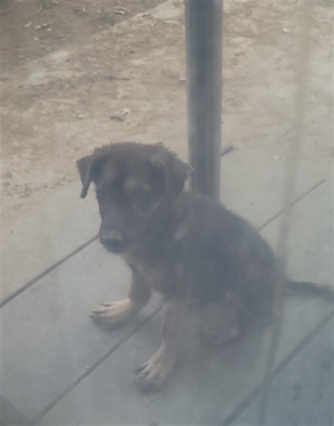 Shelter Stray Female Dog last seen BARBURY PALMS X CORAL GABLES, 227 N D St, Perris, CA 92570, USA
