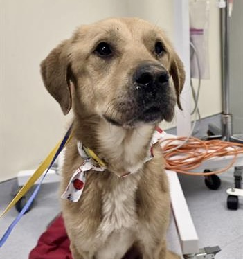 Shelter Stray Male Dog last seen PFE & ANTELOPE, 11232 B Ave, Auburn, CA 95603, USA
