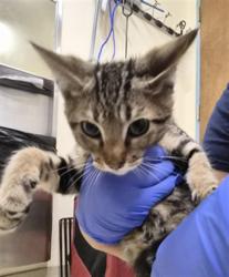 Shelter Stray Male Cat last seen STEVENSON BLVD, 1950 Stevenson Blvd, Fremont, CA 94538, USA