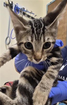 Shelter Stray Male Cat last seen STEVENSON BLVD, 1950 Stevenson Blvd, Fremont, CA 94538, USA