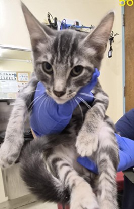 Shelter Stray Male Cat last seen STEVENSON BLVD, 1950 Stevenson Blvd, Fremont, CA 94538, USA