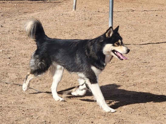 Shelter Stray Male Dog last seen Near BLOCK CALLE DE TRUJILLO SANTA FE NM 87532, 100 Caja Del Rio Rd, Santa Fe, NM 87507, USA