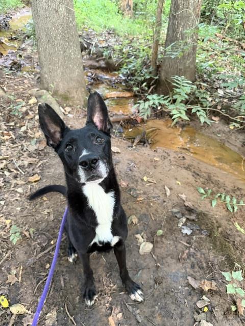 Shelter Stray Female Dog last seen MINT HILL, 8315 Byrum Dr, Charlotte, NC 28217, USA