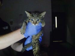 Shelter Stray Male Cat last seen CHARLOTTE, 8315 Byrum Dr, Charlotte, NC 28217, USA
