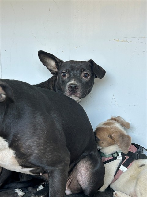 Shelter Stray Female Dog last seen Near BLK OAK ST, BAKERSFIELD, CA, 201 S Mt Vernon Ave, Bakersfield, CA 93307, USA