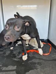 Shelter Stray Female Dog last seen Near BLK OAK ST, BAKERSFIELD, CA, 201 S Mt Vernon Ave, Bakersfield, CA 93307, USA