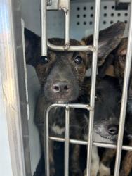 Shelter Stray Female Dog last seen Near BLK OAK ST, BAKERSFIELD, CA, 201 S Mt Vernon Ave, Bakersfield, CA 93307, USA