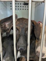 Shelter Stray Female Dog last seen Near BLK OAK ST, BAKERSFIELD, CA, 201 S Mt Vernon Ave, Bakersfield, CA 93307, USA