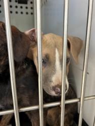 Shelter Stray Male Dog last seen Near BLK OAK ST, BAKERSFIELD, CA, 201 S Mt Vernon Ave, Bakersfield, CA 93307, USA