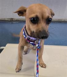 Shelter Stray Female Dog last seen , 600 Aviation Dr, Camarillo, CA 93010, USA