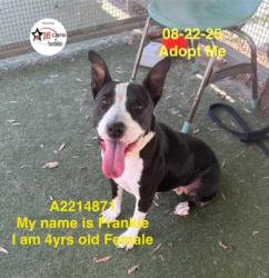 Shelter Stray Female Dog last seen , 957 N Gaffey St, San Pedro, CA 90731, USA