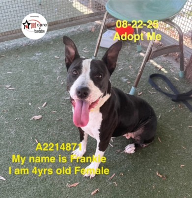 Shelter Stray Female Dog last seen , 957 N Gaffey St, San Pedro, CA 90731, USA