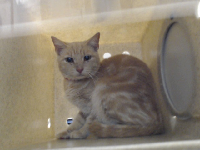 Shelter Stray Male Cat last seen Near BLOCK CULPEPPER LN, FAYETTEVILLE NC 28304, 4704 Corporation Dr, Fayetteville, NC 28306, USA