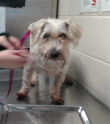 Shelter Stray Male Dog last seen Near HAY ST, FAYETTEVILLE NC 28301, 4704 Corporation Dr, Fayetteville, NC 28306, USA