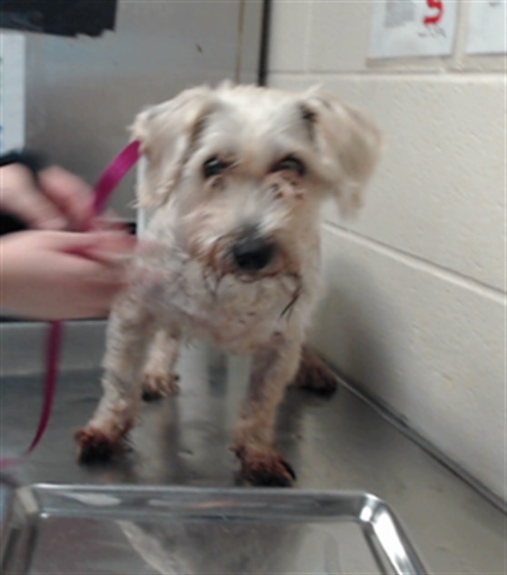 Shelter Stray Male Dog last seen Near HAY ST, FAYETTEVILLE NC 28301, 4704 Corporation Dr, Fayetteville, NC 28306, USA