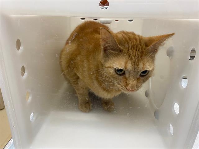 Shelter Stray Unknown Cat last seen Near BLOCK DOORCHESTER LN, 3839 W Burnham St, West Milwaukee, WI 53215, USA