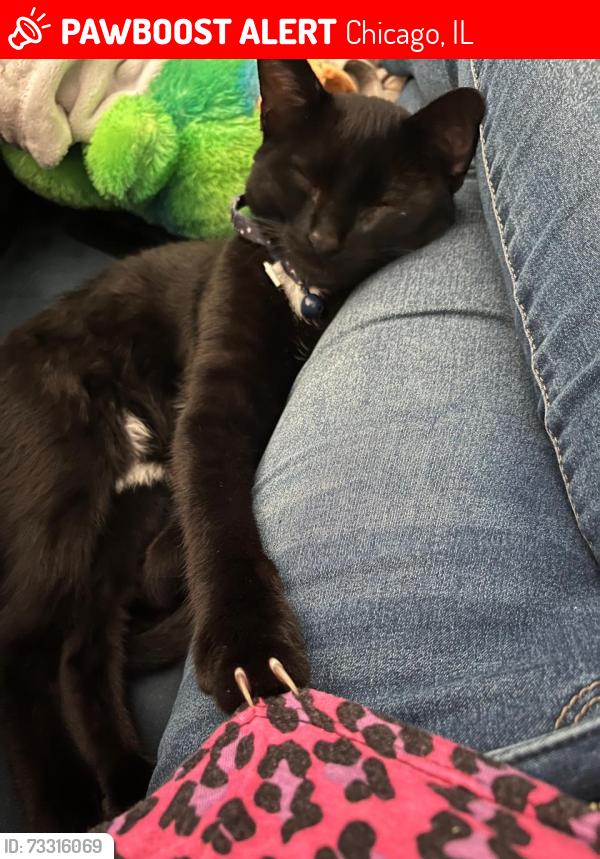 Lost Male Cat last seen West il Chicago, Chicago, IL 60656