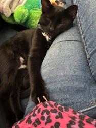 Lost Male Cat last seen West il Chicago, Chicago, IL 60656
