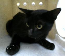 Shelter Stray Female Cat last seen , 232 Eslinger Way, Sanford, FL 32773, USA
