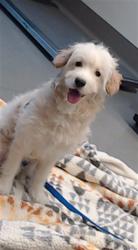 Shelter Stray Female Dog last seen BEST BUY DIVISION, 1419 Bryant St, San Francisco, CA 94103, USA