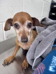 Shelter Stray Female Dog last seen WATERMAN/40TH, 333 Chandler Pl, San Bernardino, CA 92408, USA
