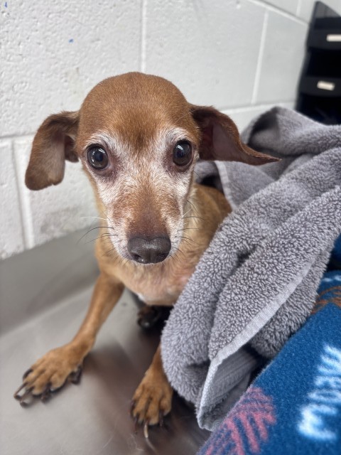 Shelter Stray Female Dog last seen WATERMAN/40TH, 333 Chandler Pl, San Bernardino, CA 92408, USA