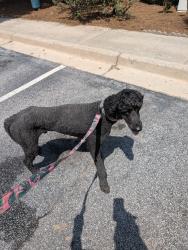 Found/Stray Male Dog last seen Peachtree Parkway, Peachtree City, GA 30269