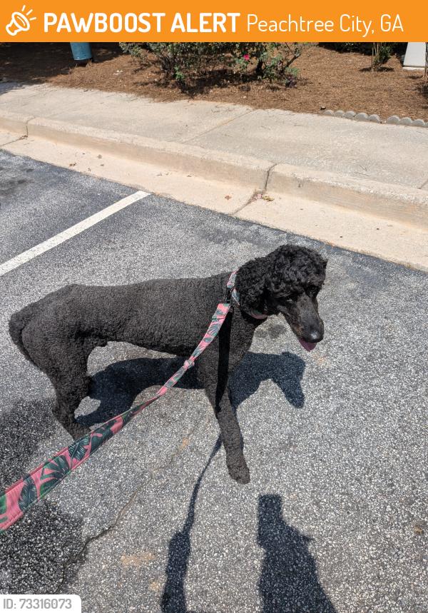 Found/Stray Male Dog last seen Peachtree Parkway, Peachtree City, GA 30269