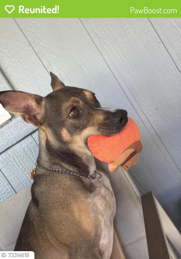 Reunited Male Dog last seen 164th & highacres, Palmdale, CA 93591